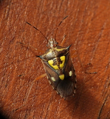 Oebalus