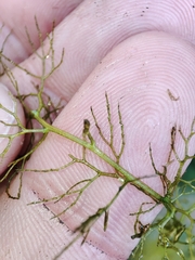 Utricularia australis