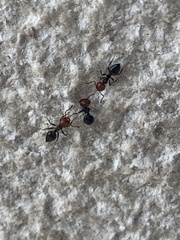 Formicidae