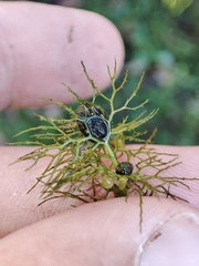 Utricularia australis