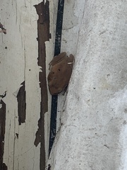 Eleutherodactylus coqui