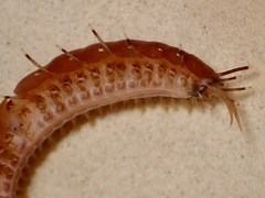 Polynoidae