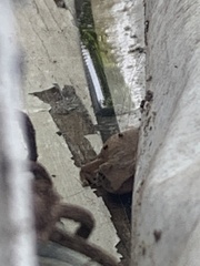 Eleutherodactylus coqui