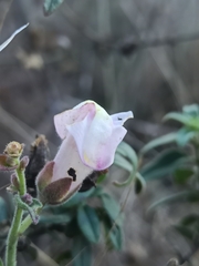 Antirrhinum graniticum