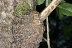 Eusphecia melanocephala