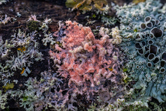 Erythricium aurantiacum