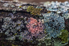Erythricium aurantiacum