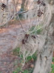 Clematis