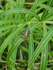 Mecistomela marginata