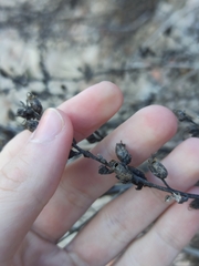 Antirrhinum graniticum