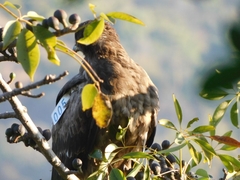 Aquila nipalensis
