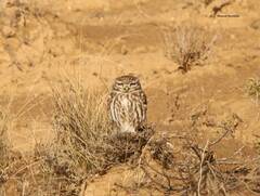 Athene noctua