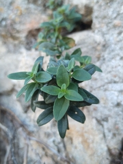 Antirrhinum graniticum