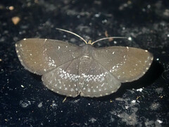 Adrapsa geometroides