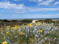 Senecio crassiflorus