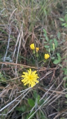 Hieracium megacephalon