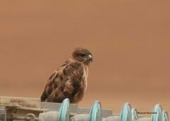 Buteo rufinus cirtensis