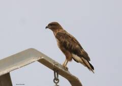 Buteo rufinus cirtensis