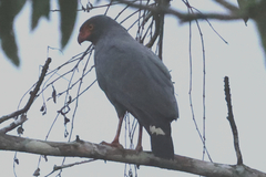 Buteogallus schistaceus