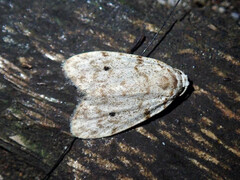 Aemene glaerea