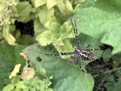 Argiope bruennichi