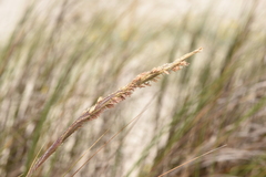 Sporobolus coarctatus