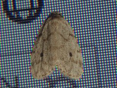 Aemene glaerea