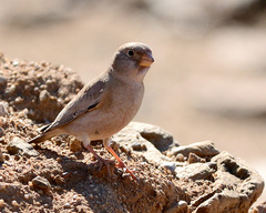 Bucanetes githagineus