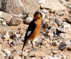 Phoenicurus moussieri