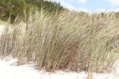 Sporobolus coarctatus