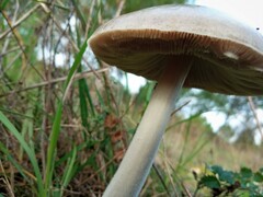 Volvopluteus gloiocephalus