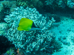 Forcipiger flavissimus