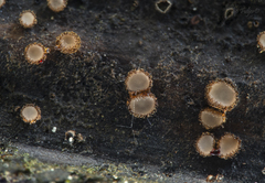 Trichopezizella rubroguttata