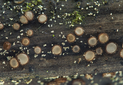 Trichopezizella rubroguttata