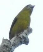 Euphonia chrysopasta