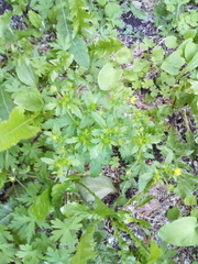 Potentilla norvegica
