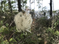 Clematis reticulata