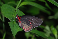 Mimoides ilus branchus