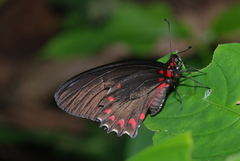 Mimoides ilus branchus