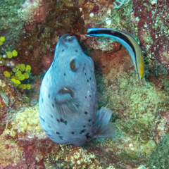 Arothron nigropunctatus