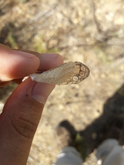 Zamenis scalaris