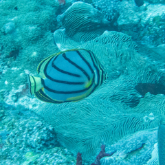 Chaetodon meyeri