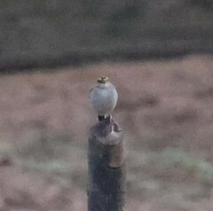 Ammodramus aurifrons