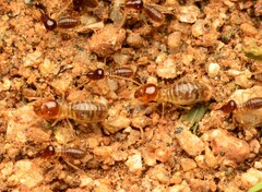 Tenuirostritermes