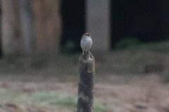 Ammodramus aurifrons