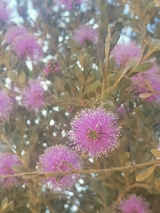 Melaleuca nesophila