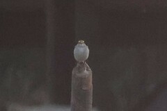 Ammodramus aurifrons