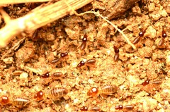 Tenuirostritermes
