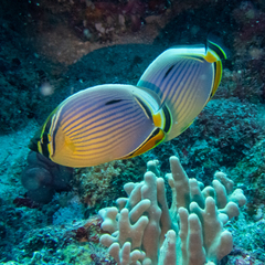 Chaetodon trifasciatus