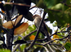 Muscicapa williamsoni